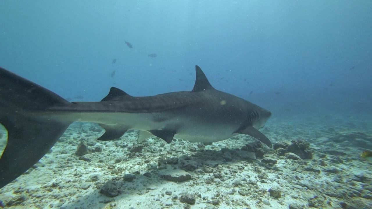 Equatorial Divers Lodge Addu City Екстериор снимка