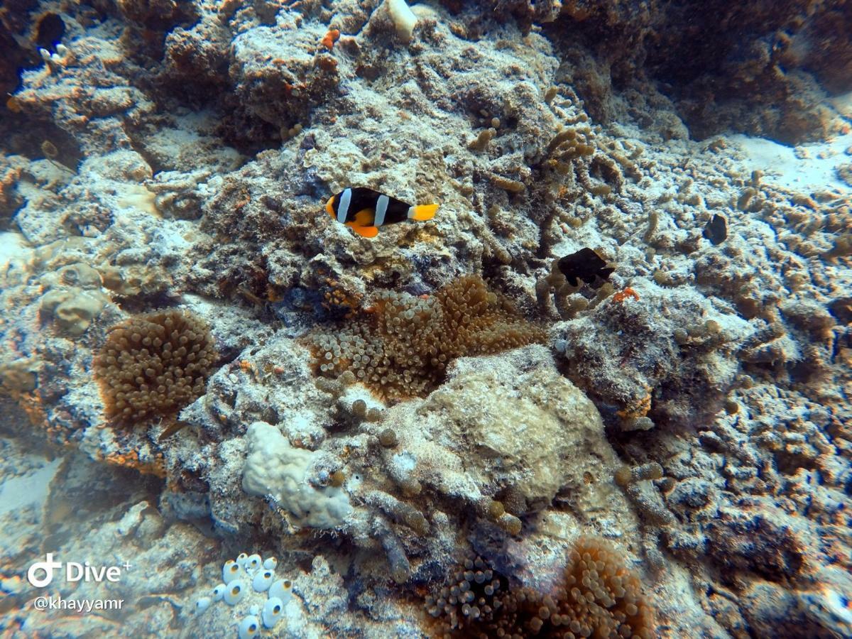 Equatorial Divers Lodge Addu City Екстериор снимка